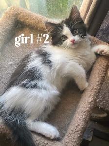 Kittens for $80 - Photo 2
