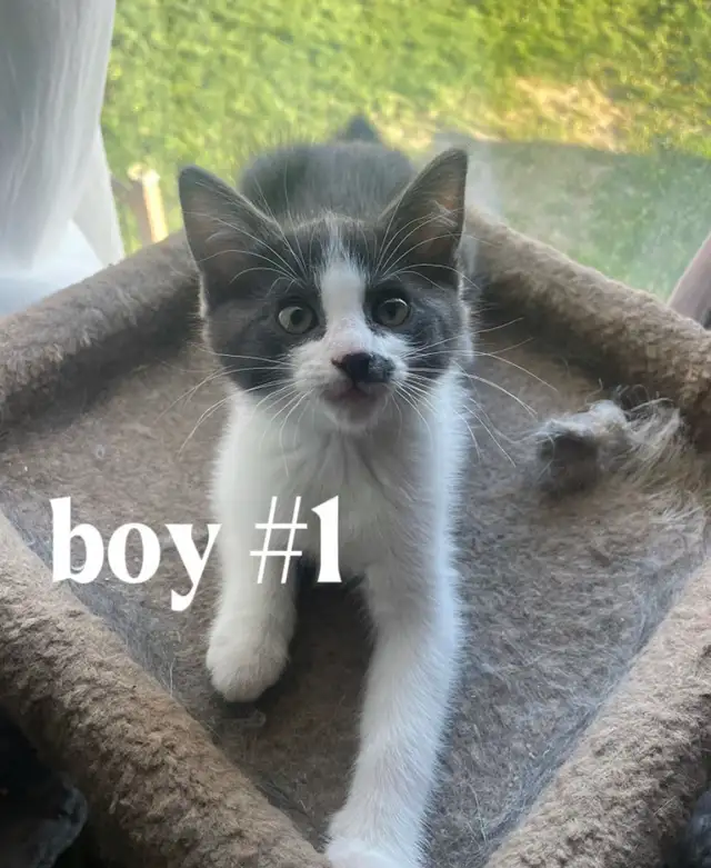 Kittens for $80 - Photo 3