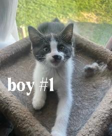 Kittens for $80 - Photo 3