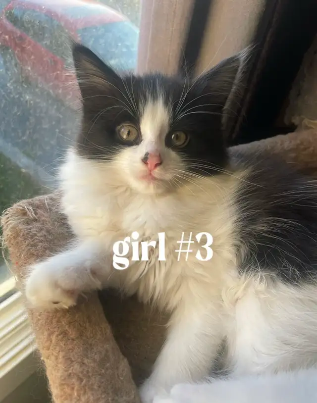 Kittens for $80 - Photo 4