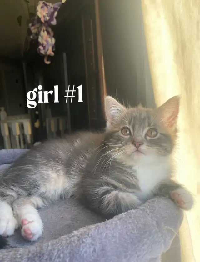 Kittens for $80 - Photo 5