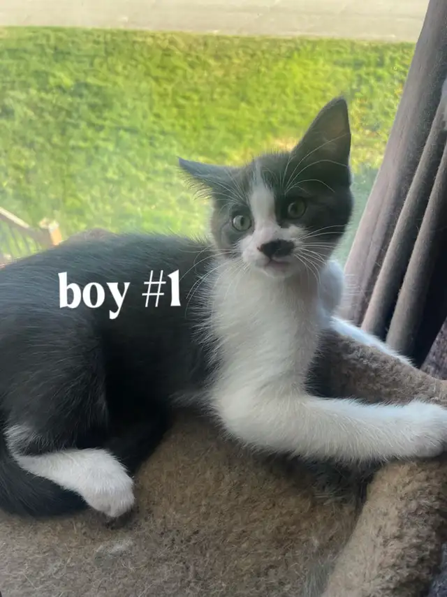 Kittens for $80 - Photo 6