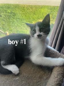 Kittens for $80 - Photo 6
