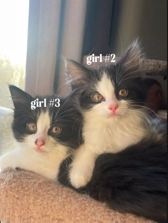 Kittens for $80 - Photo 7