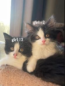 Kittens for $80 - Photo 7