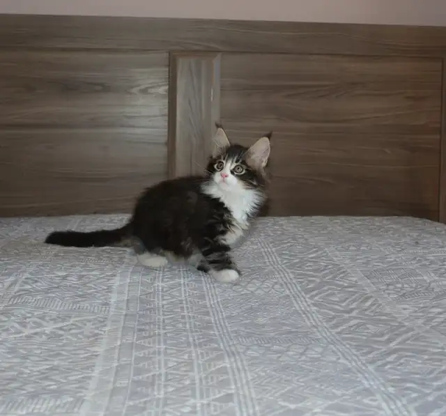 MAINE COON KITTENS, PUREBRED - Photo 3
