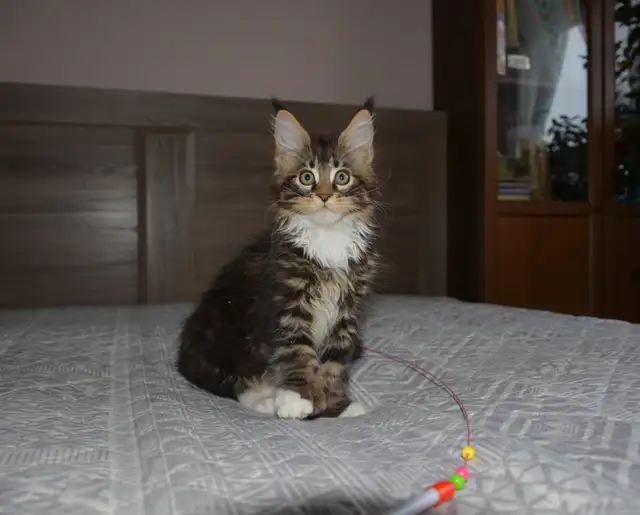 MAINE COON KITTENS, PUREBRED - Photo 4