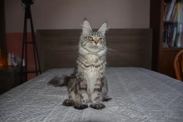 MAINE COON KITTENS, PUREBRED - Photo 6