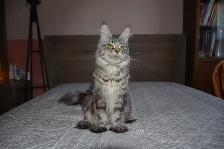 MAINE COON KITTENS, PUREBRED - Photo 6