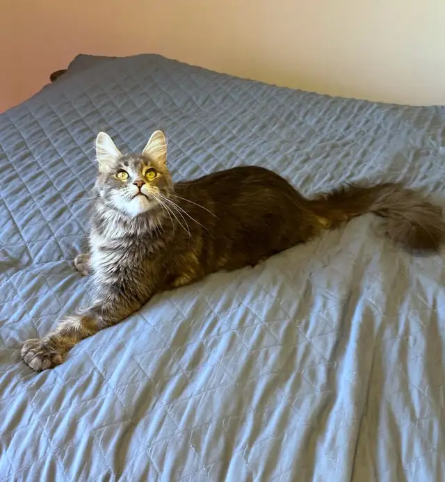 MAINE COON KITTENS, PUREBRED - Photo 7