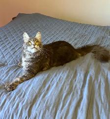 MAINE COON KITTENS, PUREBRED - Photo 7