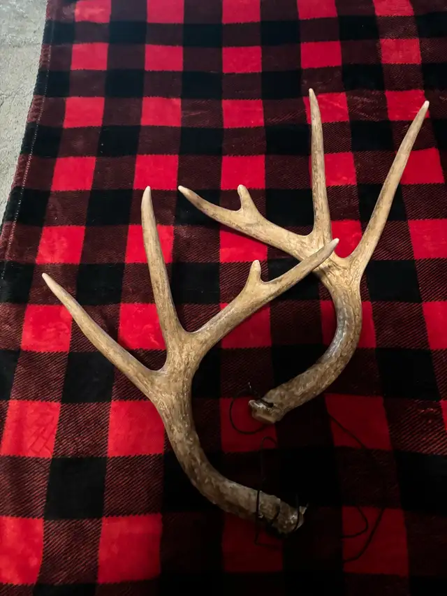 Synthetic Rattling Antlers $25obo