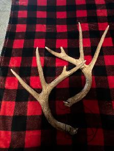 Synthetic Rattling Antlers $25obo