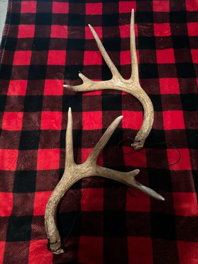 Synthetic Rattling Antlers $25obo - Photo 4