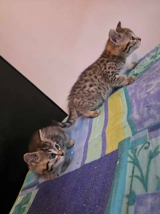 Chatons Bengal Mix à vendre !! Adorables - Photo 5