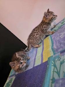 Chatons Bengal Mix à vendre !! Adorables - Photo 5
