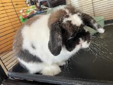 Holland lop rabbit