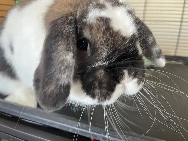 Holland lop rabbit - Photo 2