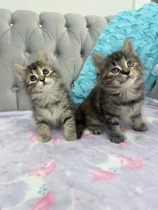 ♡ Siberian Kitten  ♡ health card   sample food ❤️ - Photo 3