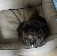 Shih tzu - Two adults, one puppy available