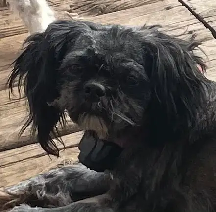 Shih tzu - Two adults, one puppy available - Photo 2