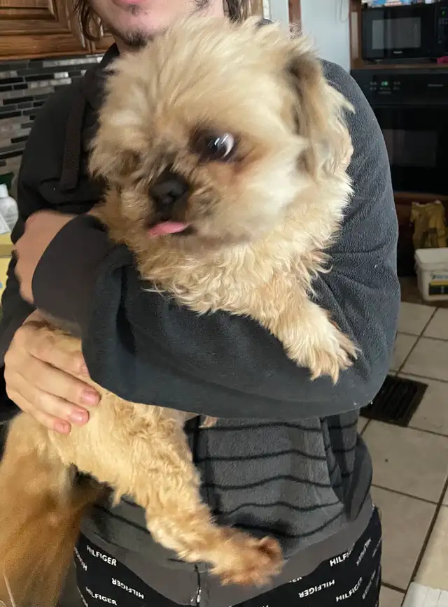 Shih tzu - Two adults, one puppy available - Photo 3