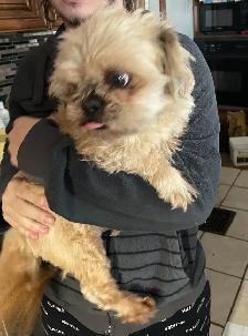 Shih tzu - Two adults, one puppy available - Photo 3