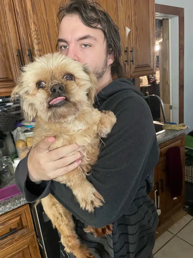 Shih tzu - Two adults, one puppy available - Photo 4