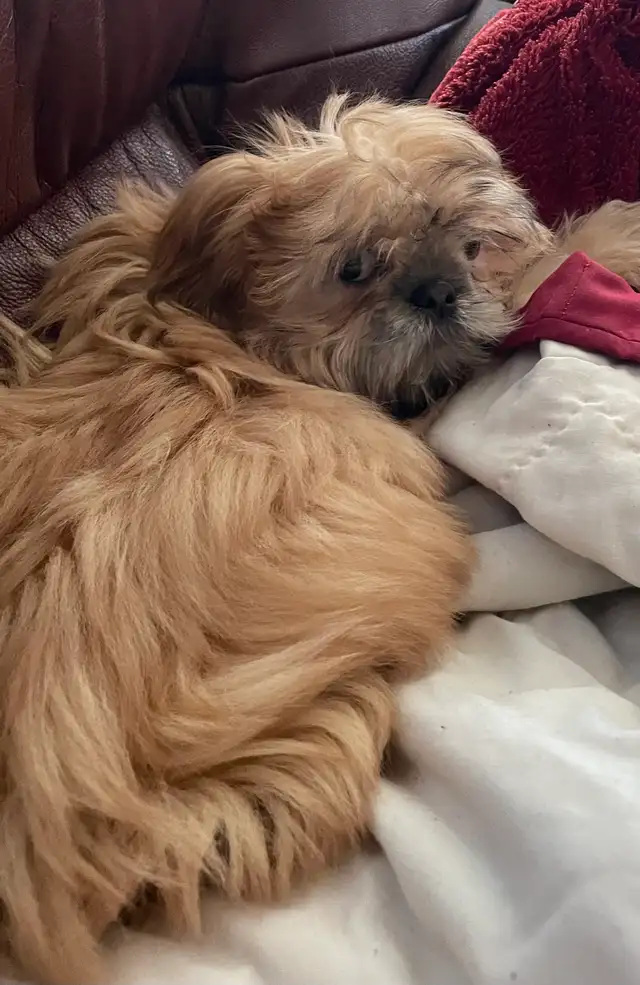 Shih tzu - Two adults, one puppy available - Photo 5