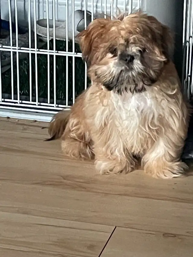Shih tzu - Two adults, one puppy available - Photo 6