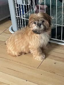 Shih tzu - Two adults, one puppy available - Photo 7