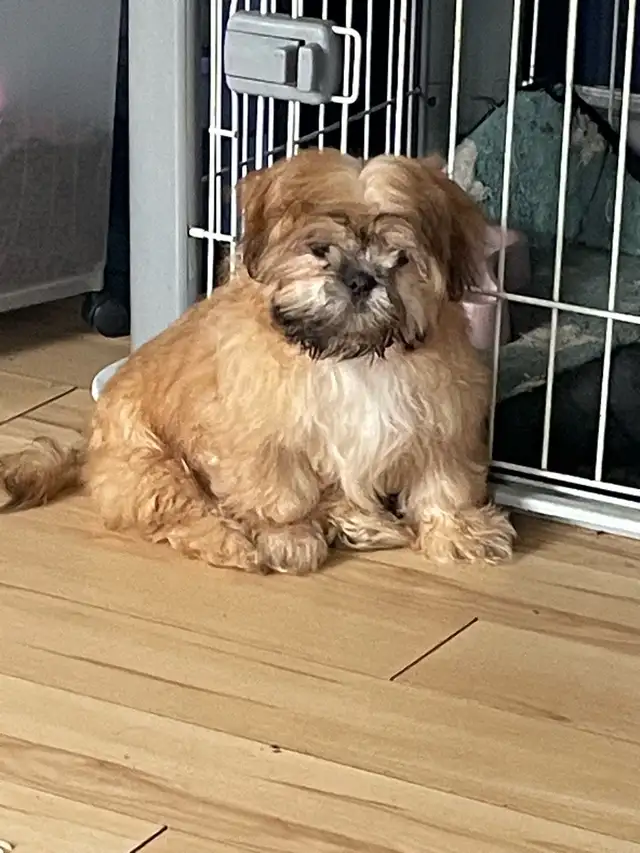 Shih tzu - Two adults, one puppy available - Photo 8