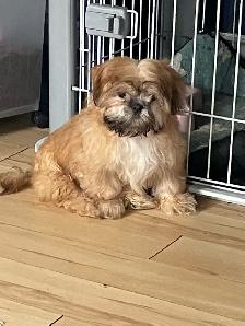 Shih tzu - Two adults, one puppy available - Photo 8