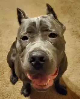 K9 Dog Training In Your Home One on One Professional Training - Photo 7