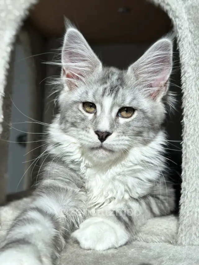 ZENCATZ  Purebred Maine Coon Kittens