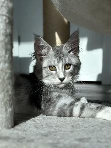 ZENCATZ  Purebred Maine Coon Kittens - Photo 2