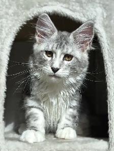 ZENCATZ  Purebred Maine Coon Kittens - Photo 3