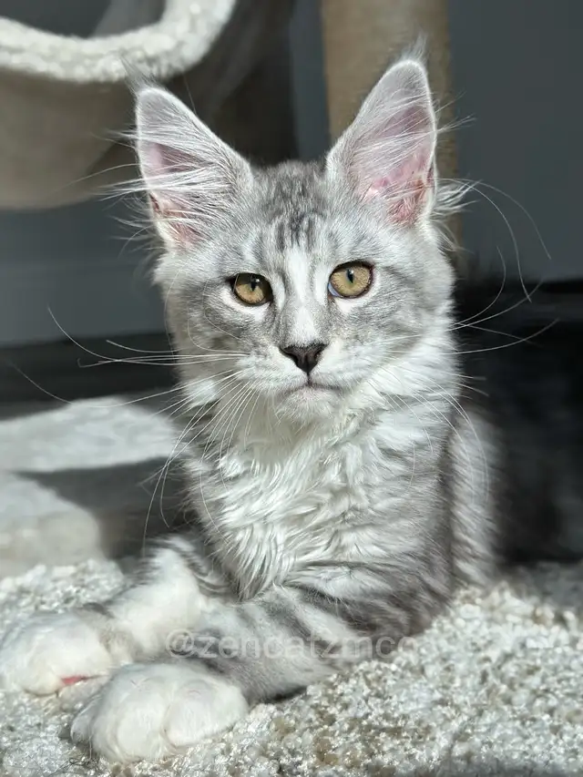 ZENCATZ  Purebred Maine Coon Kittens - Photo 4