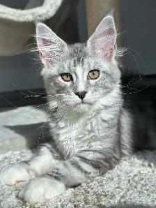 ZENCATZ  Purebred Maine Coon Kittens - Photo 4