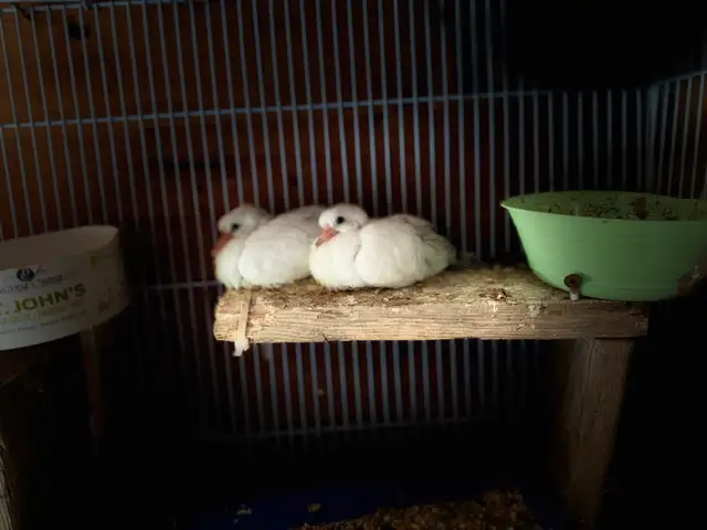 Beautiful albino white Baby reenact does