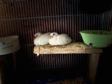 Beautiful albino white Baby reenact does