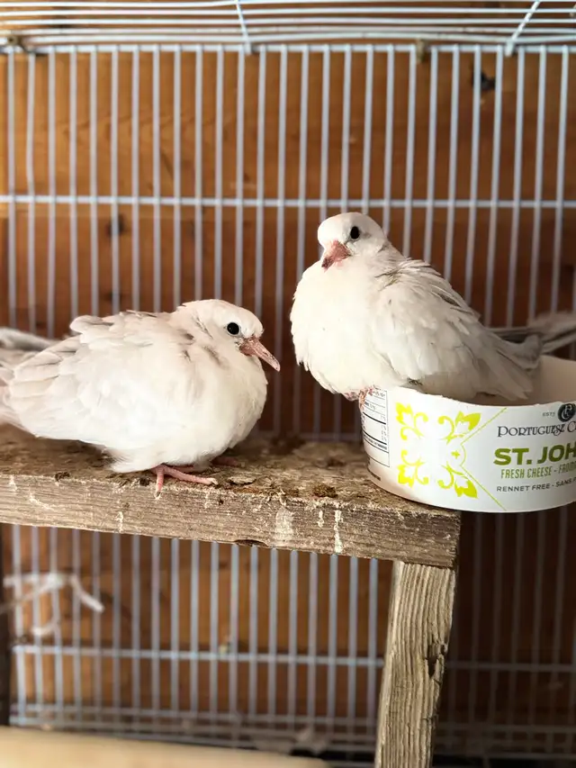 Beautiful albino white Baby reenact does - Photo 2