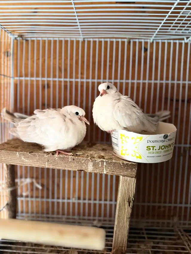 Beautiful albino white Baby reenact does - Photo 3