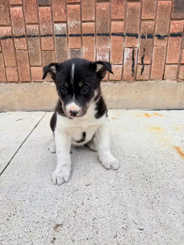 Border Collie x Husky puppies READY TO GO
