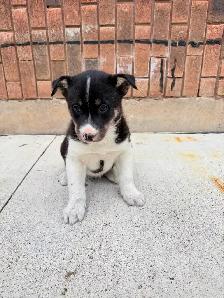 Border Collie x Husky puppies READY TO GO
