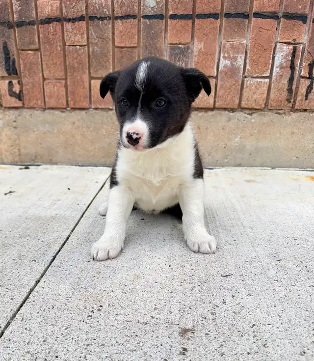 Border Collie x Husky puppies READY TO GO - Photo 2