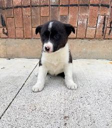 Border Collie x Husky puppies READY TO GO - Photo 2