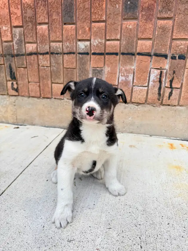 Border Collie x Husky puppies READY TO GO - Photo 3