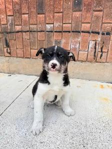 Border Collie x Husky puppies READY TO GO - Photo 3