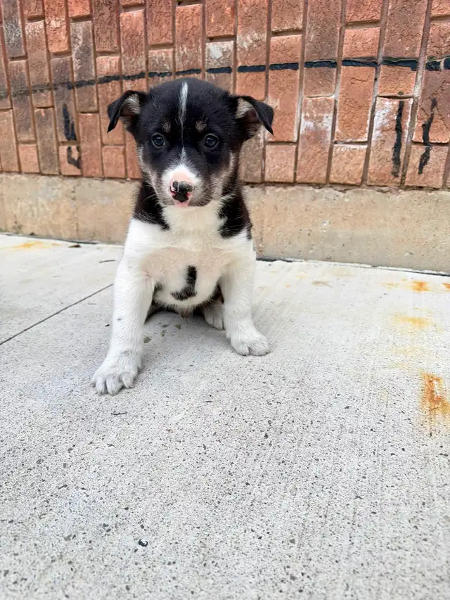 Border Collie x Husky puppies READY TO GO - Photo 4
